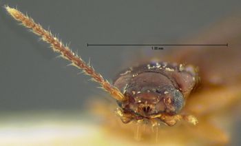 Media type: image;   Entomology 5571 Aspect: head frontal view